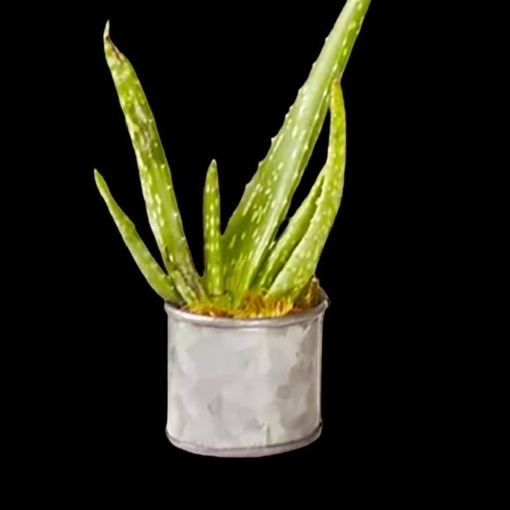 Anthropologie galvanized iron pot (plant not included) extra small container